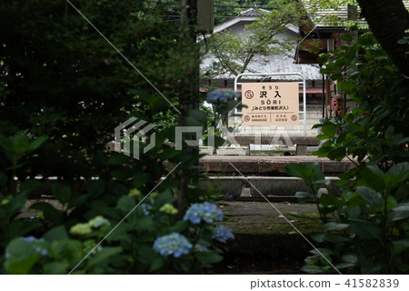 Hydrangeas on the Watarase Valley Railway Hydrangeas on the Watarase Valley Railway 41582839