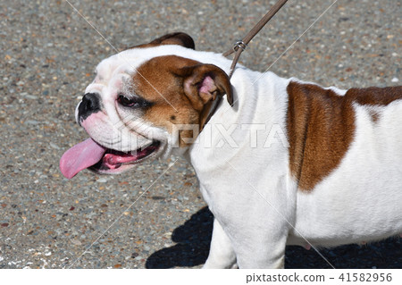 Dog breed English Bulldog Dog breed English Bulldog 41582956