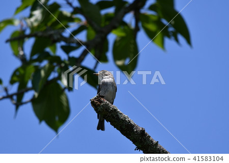 Kosamebitaki櫻桃樹 41583104