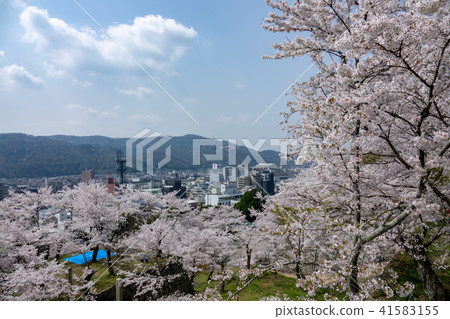 鶴山公園 津山櫻花節 ～津山市區～ 41583155