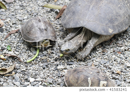 Giant Tortoise Galapagos Islands Ecuador turtle ro Giant Tortoise Galapagos Islands Ecuador turtle ro 41583241