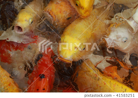 group Color Crap fish crow marine life animal swim 41583251