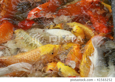 group Color Crap fish crow marine life animal swim group Color Crap fish crow marine life animal swim 41583252