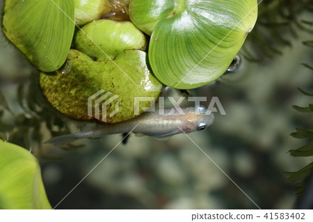 Water hyacinth and killifish Water hyacinth and killifish 41583402