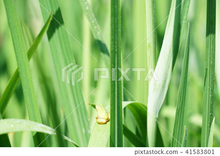 Tree frogs and sunbathing 41583801