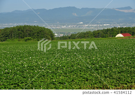 Photographing early summer potato fields in the field farming area of Kikyo-cho, Hakodate City, Hokkaido Photographing early summer potato fields in the field farming area of Kikyo-cho, Hakodate City, Hokkaido 41584112