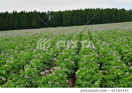 Photographing early summer potato fields in the field farming area of Kikyocho, Hakodate City 41584181