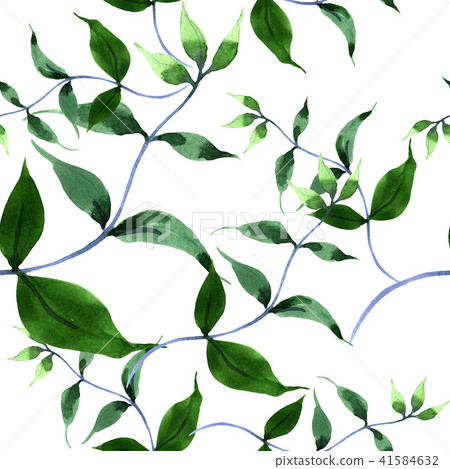 Blue Durandii Clematis Floral Botanical Stock Illustration PIXTA