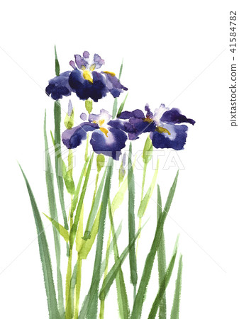 水彩插圖:鳶尾花 水彩插圖:鳶尾花 41584782