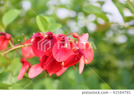 American Flower of Deigo 41584791