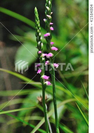 螺絲花 螺絲花 41584804