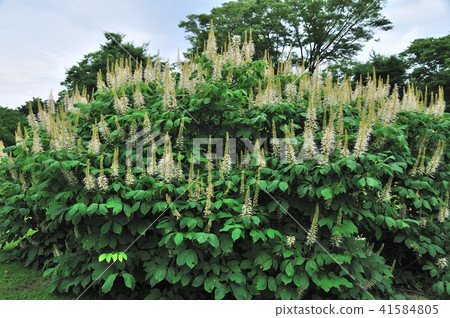 Aesukulus Palvifroola Aesukulus Palvifroola 41584805