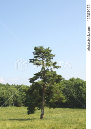 Green lush prairie spreading in the plateau of Yatsugatake mountain in Kita-dori Yagasaka prefecture Yamanashi prefecture Green lush prairie spreading in the plateau of Yatsugatake mountain in Kita-dori Yagasaka prefecture Yamanashi prefecture 41585073
