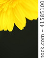 Close-up of a yellow gerbera, with the petals as the main focus 41585100