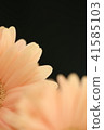 Close-up of a pink gerbera, with petals as the main focus 41585103