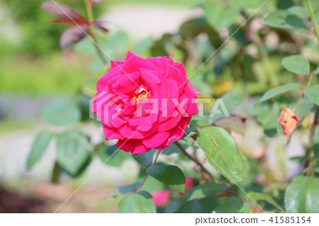 Rose flower Mr. Lincoln 41585154