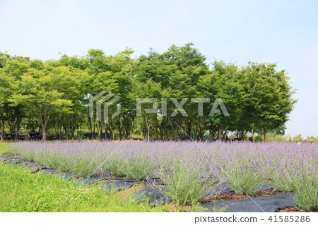 Summer park lavender field Summer park lavender field 41585286