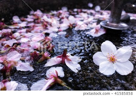 Cherry Blossoms	 41585858