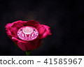 Pink diamond on rose. 41585967