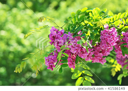 Pink Robinia pseudoacacia flowers Pink Robinia pseudoacacia flowers 41586149