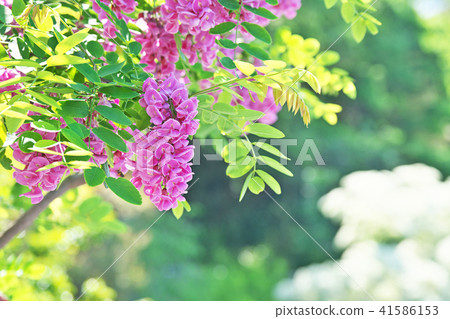 Pink Robinia pseudoacacia flowers Pink Robinia pseudoacacia flowers 41586153