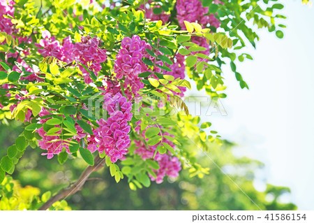 Pink Robinia pseudoacacia flowers Pink Robinia pseudoacacia flowers 41586154
