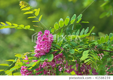 Pink Robinia pseudoacacia flowers Pink Robinia pseudoacacia flowers 41586159