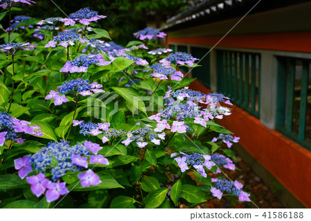 Hydrangea at Sumiyoshi Shrine Hydrangea at Sumiyoshi Shrine 41586188