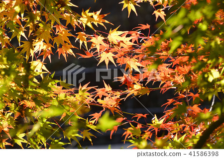 Brightly lit maple leaves turning red 41586398