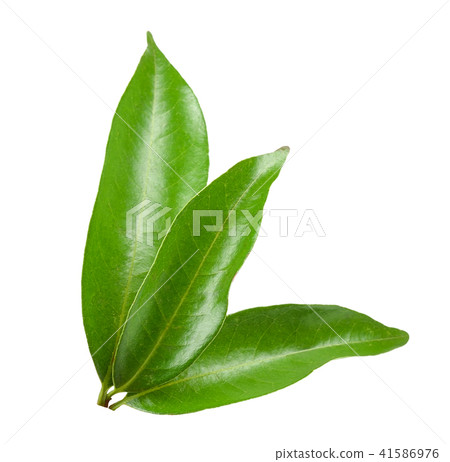 Lychee leaf isolated on white clipping path 41586976