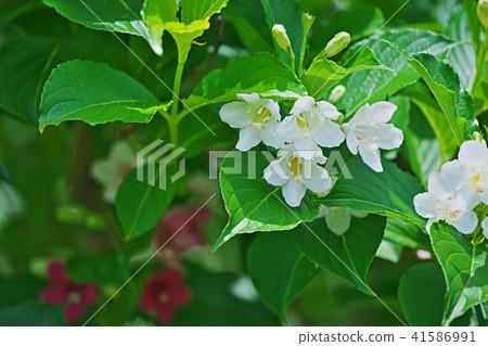 Flower of hakonnettsugi Flower of hakonnettsugi 41586991