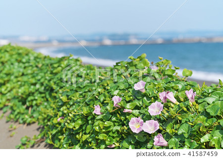 湘南海岸的嗡嗡聲鷗 41587459