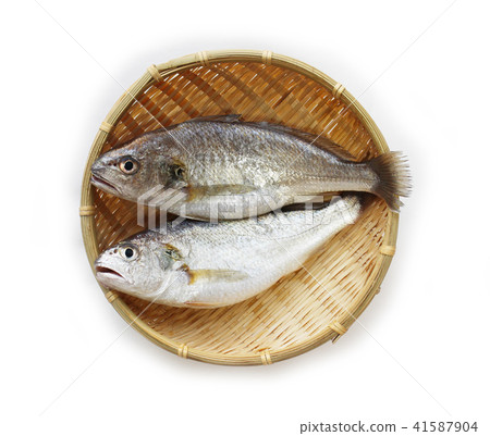 White croaker (Ishimochi) White croaker (Ishimochi) 41587904