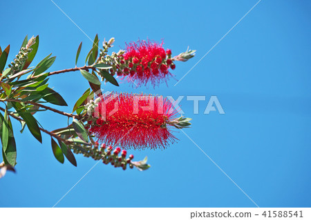 Brass red flower flowers Brass red flower flowers 41588541