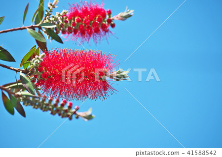 Brass red flower flowers 41588542