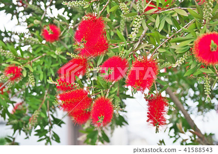 Brass red flower flowers Brass red flower flowers 41588543