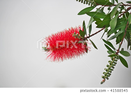 Brass red flower flowers 41588545