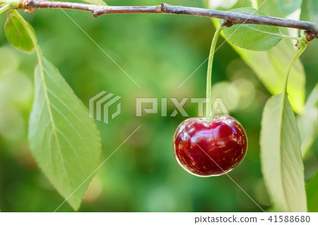 closeup one ripe cherry on the tree 41588680