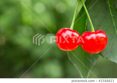 ripe cherries on the tree 41588821