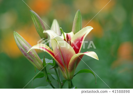 Lily of the Tokorozawa Lily of the Tokorozawa 41588898