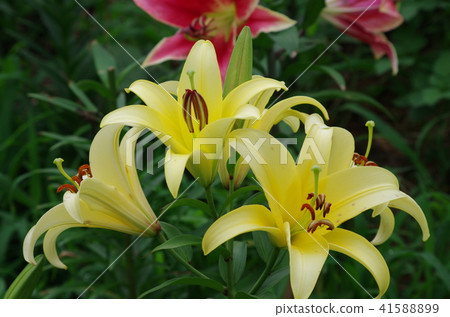 Lily of the Tokorozawa Lily of the Tokorozawa 41588899