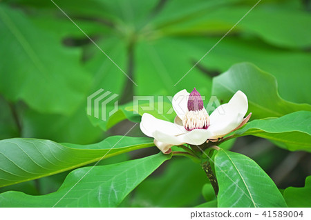 白柏花 白柏花 41589004