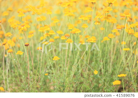 Dyers chamomile flowers Dyers chamomile flowers 41589076