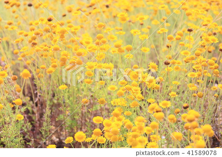 Dyers chamomile flowers 41589078