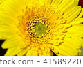 Yellow gerbera (full view) 41589220