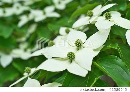 白山山花 41589943