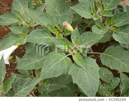 Datura stramonium Datura stramonium 41590289