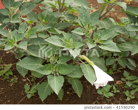 Datura stramonium Datura stramonium 41590290