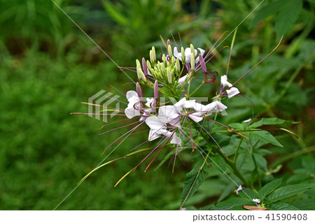 奶油之花 41590408