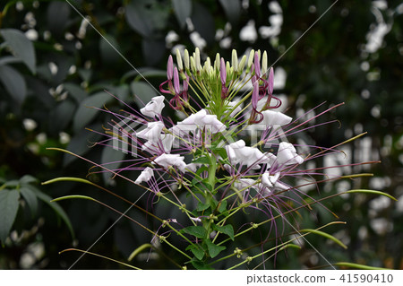 Flower of Creme 41590410